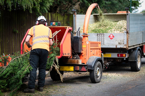 Best Best Tree Removal Services  in Clearlake, CA